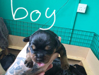 puppy