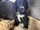 Puppy