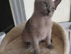Kitten