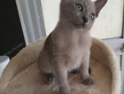 kitten