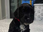 Puppy