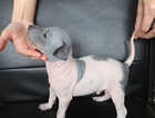 Puppy