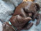rolo