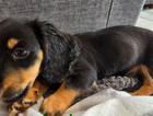 puppy