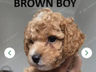 puppy