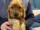 Puppy