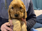 puppy