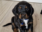 puppy