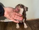 puppy