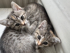 kitten