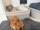 puppy