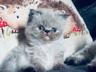 Kitten