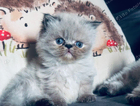 kitten