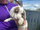 puppy