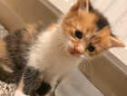 Kitten