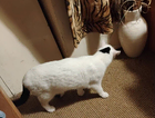 Mainly white cat Missing