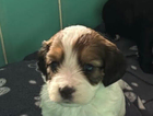 puppy