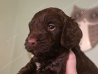 puppy