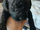 Puppy