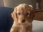 puppy