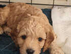 Puppy