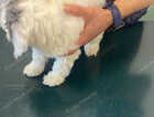 Puppy