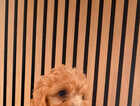 Puppy