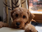 puppy