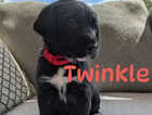 Puppy