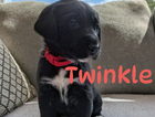 twinkle/red