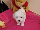 puppy