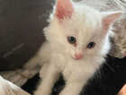 Kitten