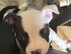 tyson