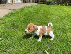 puppy