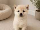 Puppy