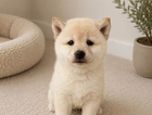 puppy