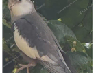 Cinamon cockatiel