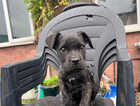 Puppy