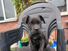puppy
