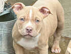 Puppy