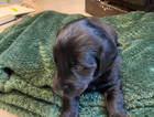 puppy