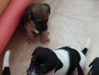 puppy