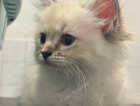 Kitten