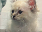 kitten