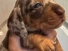 Puppy