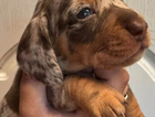 puppy