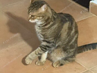 Missing Bengal cross