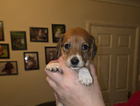 puppy