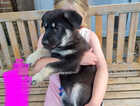Puppy