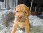 Puppy